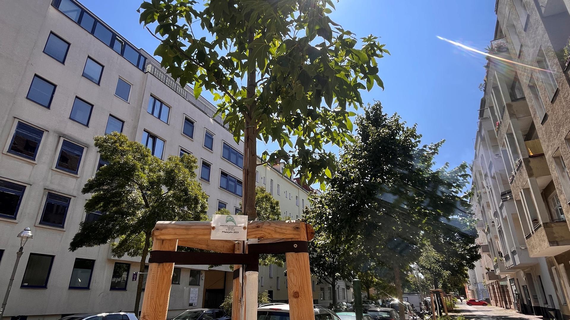 In einer Straße in Berlin Charlottenburg stehen junge Bäume, die von Gestellen gestützt werden. In einer Straße in Berlin Charlottenburg stehen junge Bäume, die von Gestellen gestützt werden.