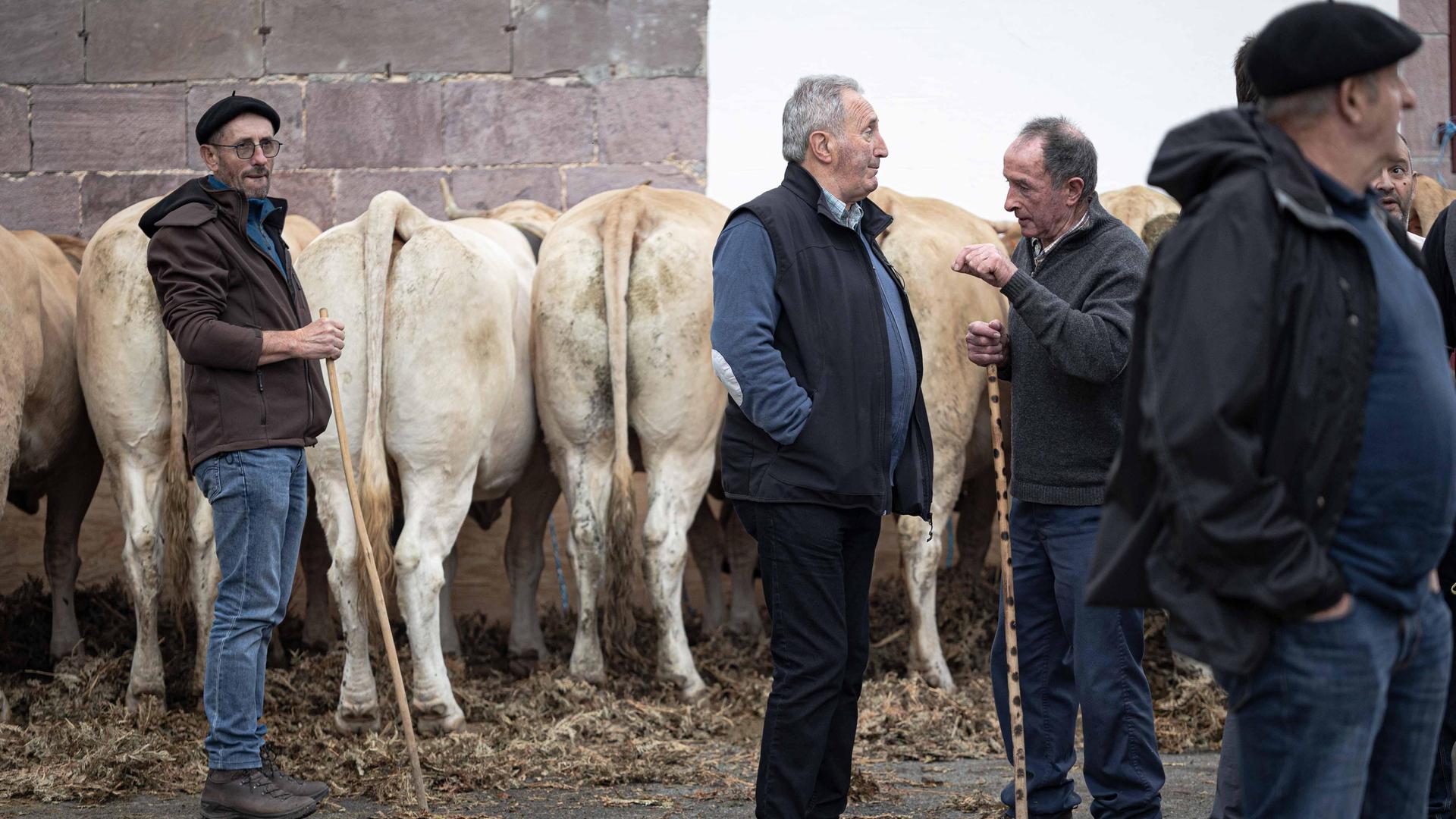 Die Kühe werden für das Publikum aufgestellt und einige Landwirte sprechen miteinander während der Viehausstellung im Dorf Les Aldudes.