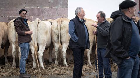 Die Kühe werden für das Publikum aufgestellt und einige Landwirte sprechen miteinander während der Viehausstellung im Dorf Les Aldudes.