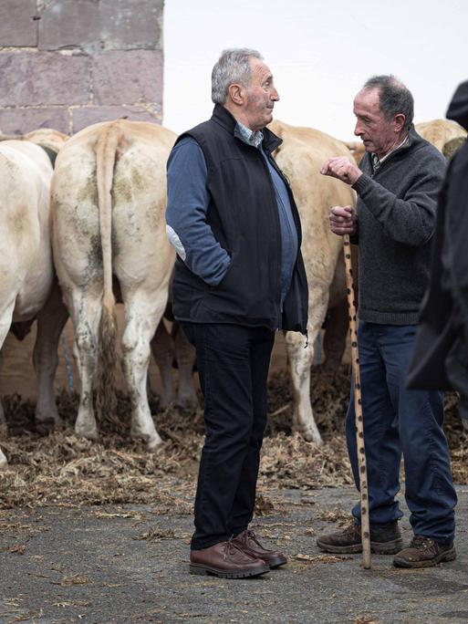 Die Kühe werden für das Publikum aufgestellt und einige Landwirte sprechen miteinander während der Viehausstellung im Dorf Les Aldudes.