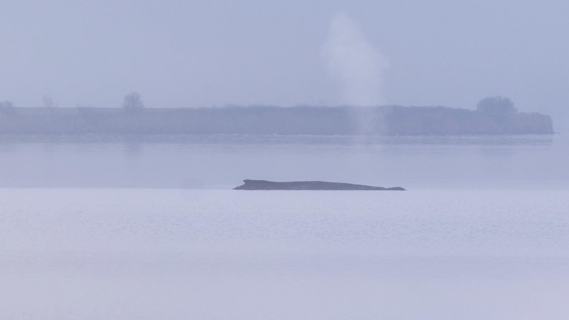 Mecklenburg-Vorpommern, Weitendorf-Hof: Der Buckelwal sitzt am Vormittag noch immer vor der Insel Poel fest. Mecklenburg-Vorpommern, Weitendorf-Hof: Der Buckelwal sitzt am Vormittag noch immer vor der Insel Poel fest.