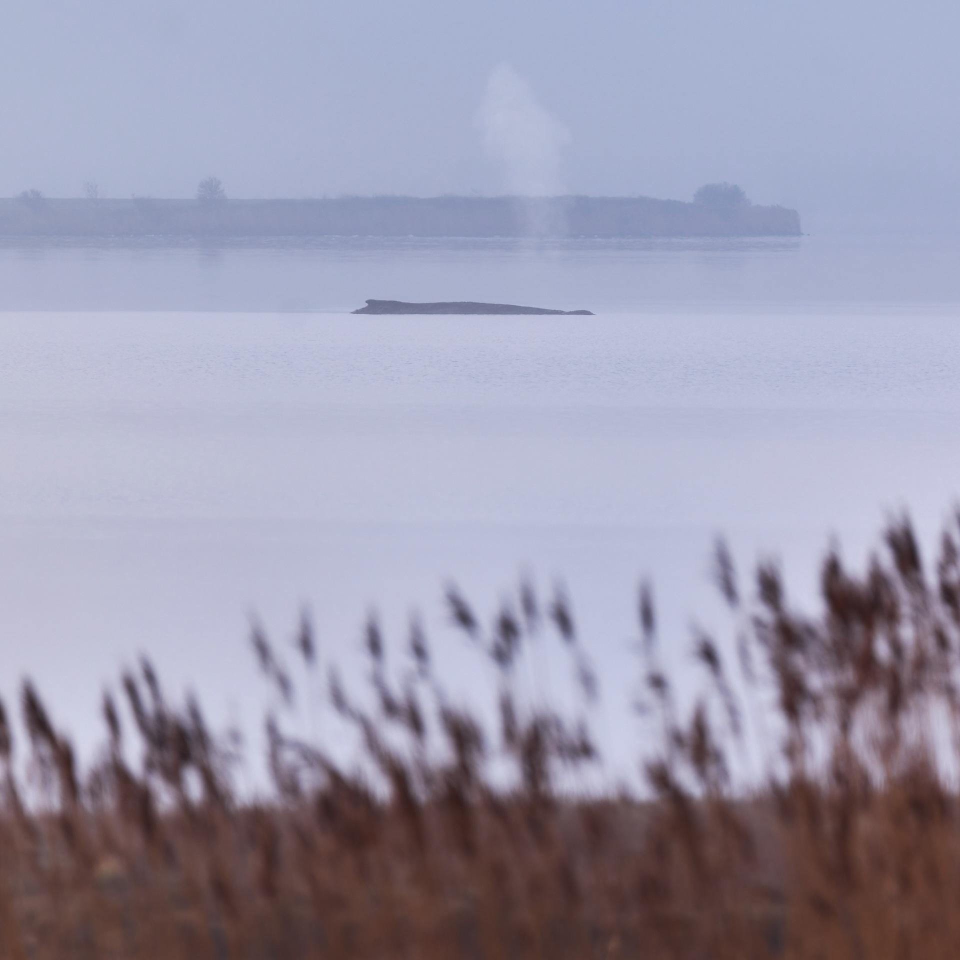 Mecklenburg-Vorpommern - Buckelwal hat sich in der Nacht nicht befreien können - liegt weiter vor der Ostseeküste bei Wismar