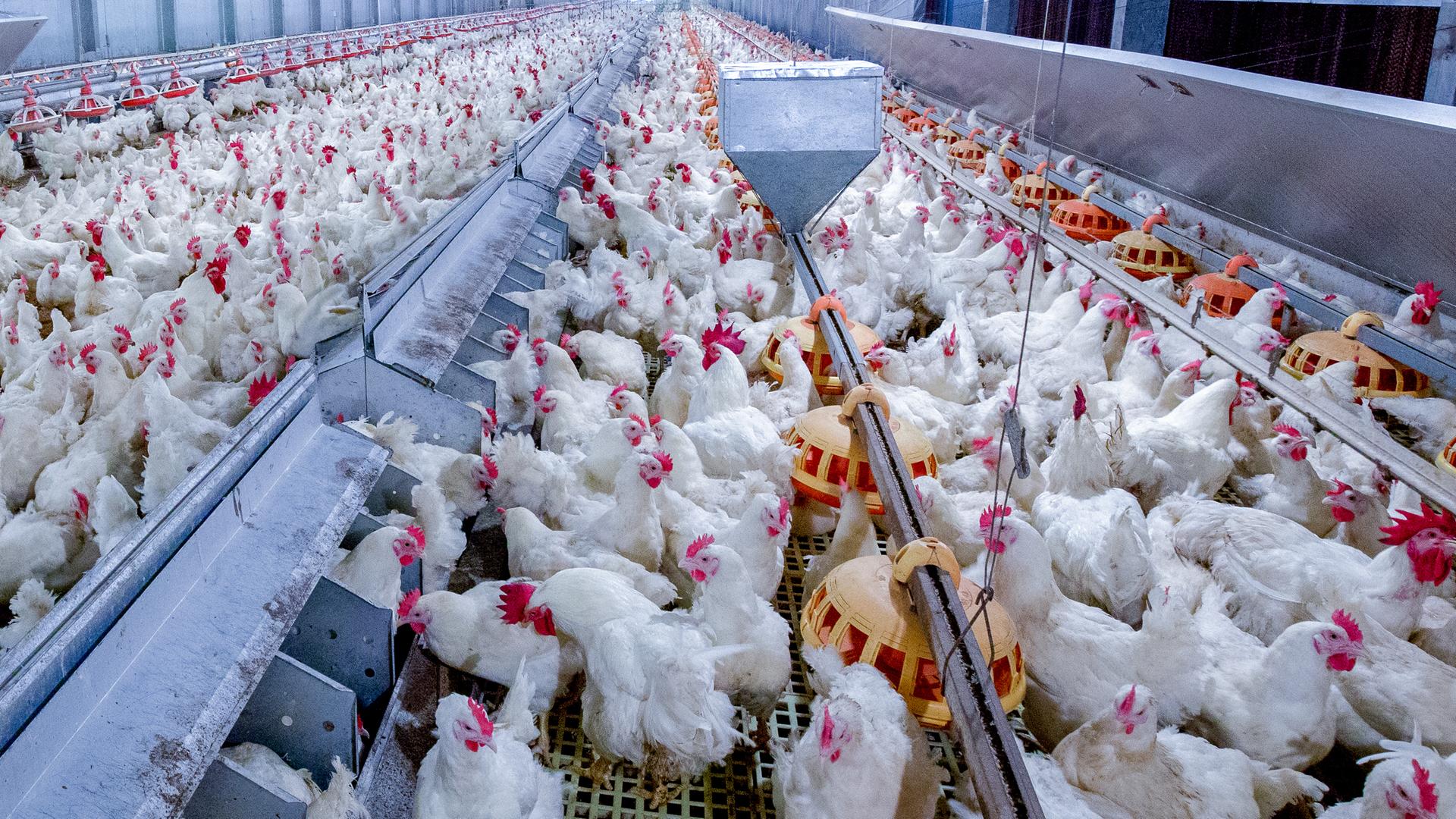 Geflügelfarm mit Hühnern. Zu sehen sind viele lebende Hühner für die Fleisch- und Eierproduktion in einer industriellen Halle.