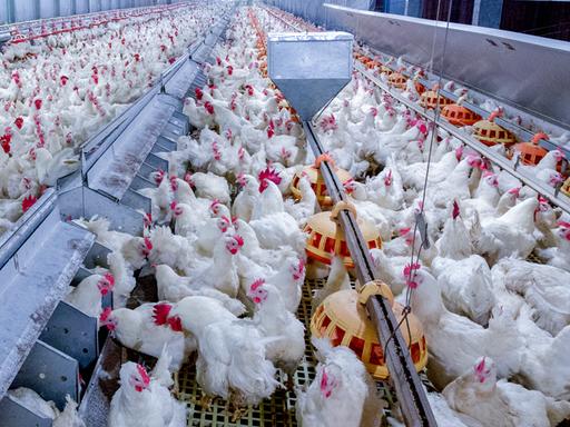 Geflügelfarm mit Hühnern. Zu sehen sind viele lebende Hühner für die Fleisch- und Eierproduktion in einer industriellen Halle.