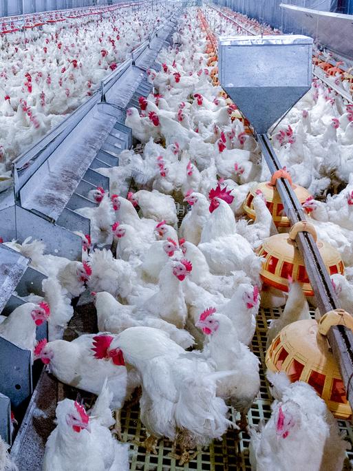 Geflügelfarm mit Hühnern. Zu sehen sind viele lebende Hühner für die Fleisch- und Eierproduktion in einer industriellen Halle.