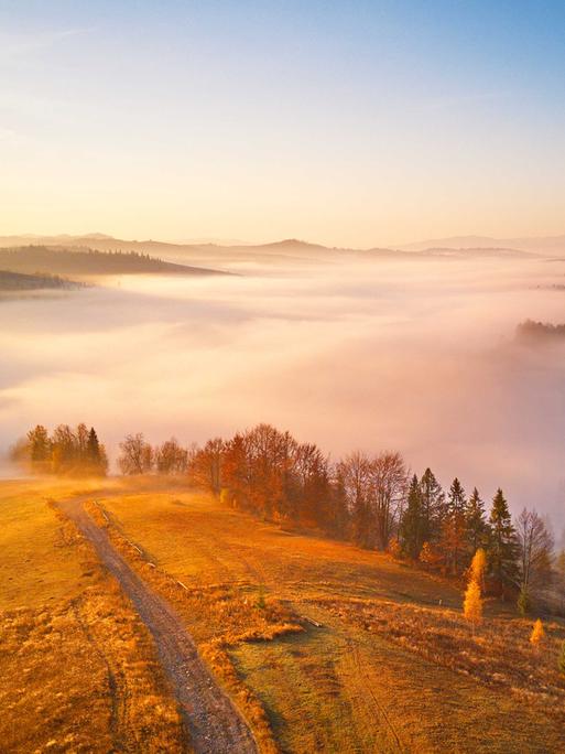 November-Landschaft: Panorama-Blick auf einen Hügel mit herbstlichen Bäumen im Nebel.