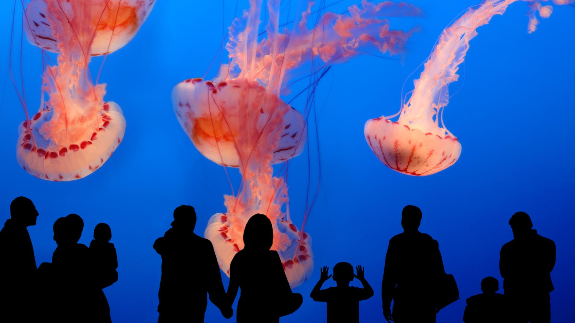 Leute beobachten Quellen im Aquarium