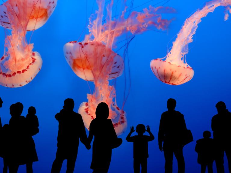 Leute beobachten Quellen im Aquarium