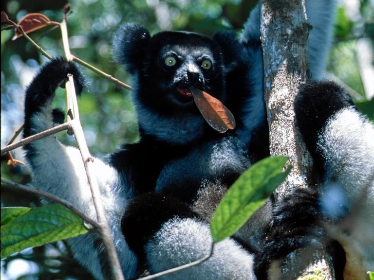 Ein Indri sitzt im Baum und isst Blätter.