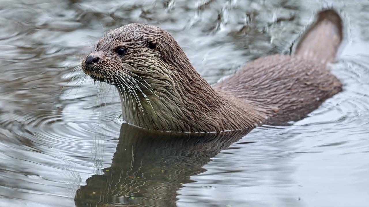 Ein Fischotter schwimmt in seinem Gehege im Wildpark Schorfheide in Brandenburg. 