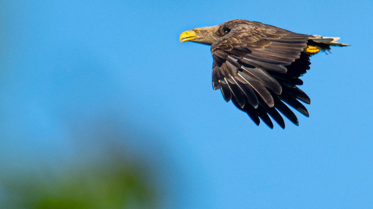 Ein Seeadler im Flug vor blauem Himmel.