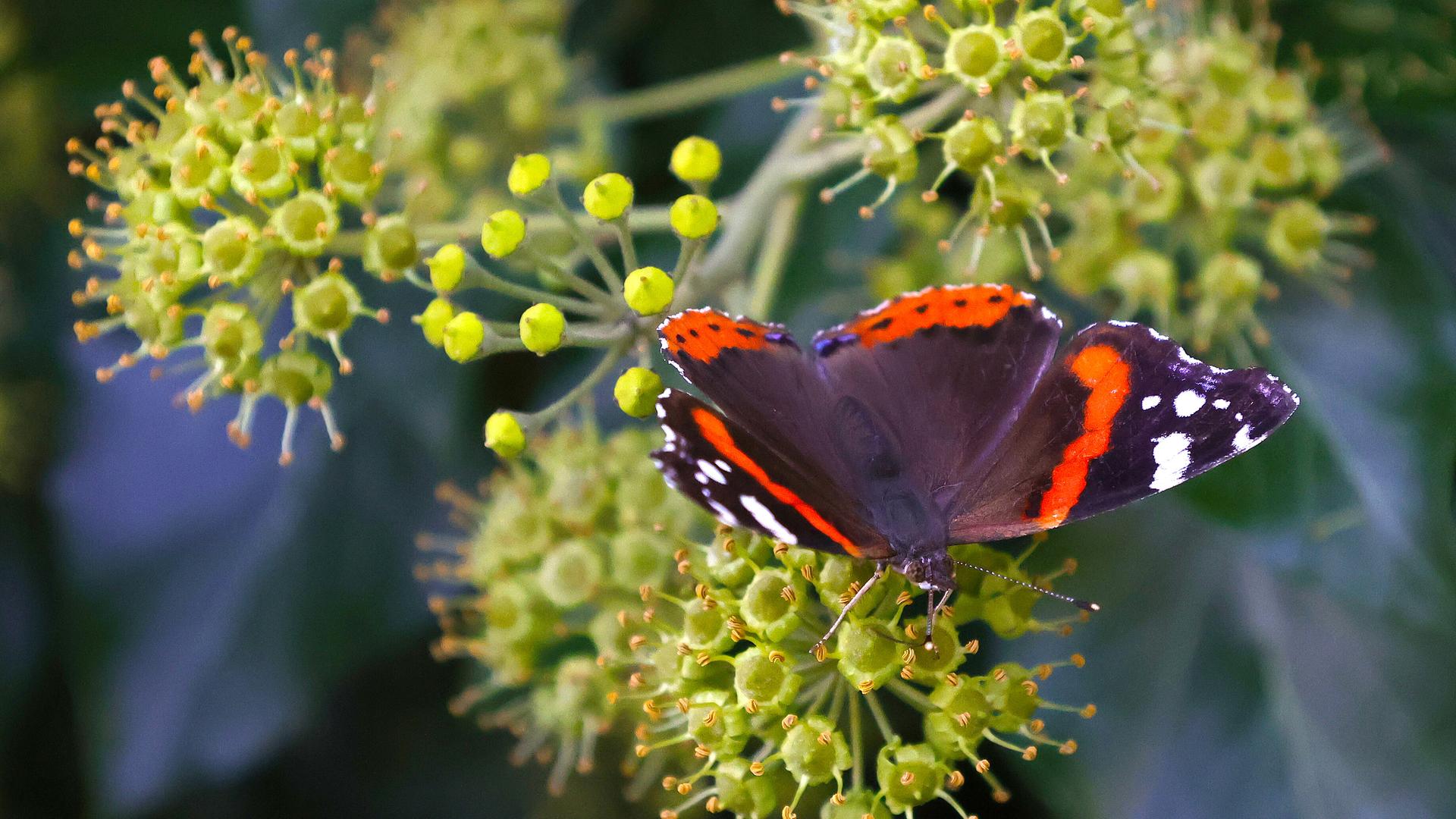 Auf einer grünen Pflanze sitzt ein farbenfroher Schmetterling auf einer Efeublüte
