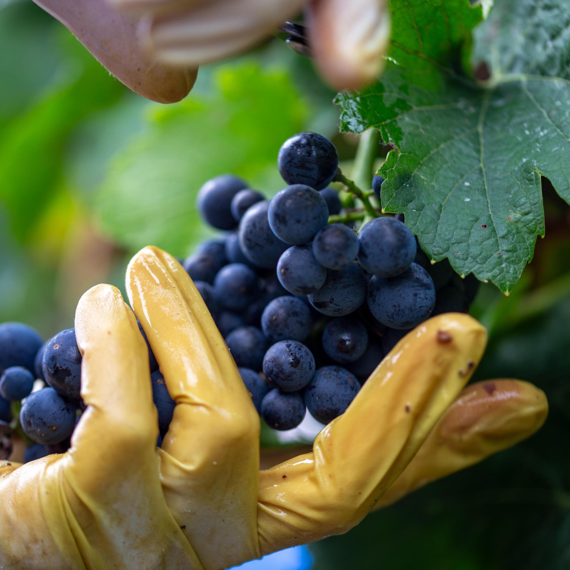 Deutsche Landwirtschaft - Wein- und Hopfenanbau stehen unter Druck