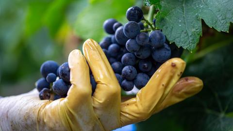 Eine Hand, die einen gelben Handschuh trägt, pfückt eine Weinreben von einem Weinstock.