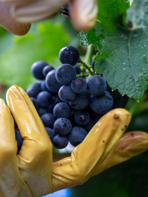 Eine Hand, die einen gelben Handschuh trägt, pfückt eine Weinreben von einem Weinstock.
