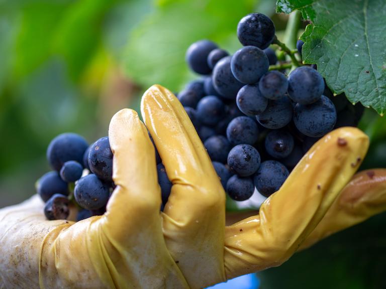 Eine Hand, die einen gelben Handschuh trägt, pfückt eine Weinreben von einem Weinstock.