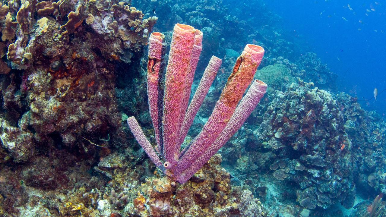 Die Unterwasseraufnahme zeigt einen rötlichen Meeresschwamm auf einem Felsen. Im Hintergrund schwimmen Fische.