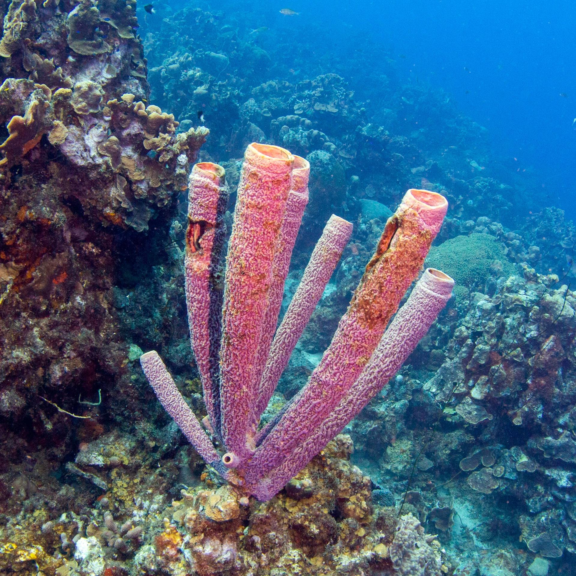 Aufnahme eines Lila Ofenrohr-Schwammes (Aplysina archeri) vor Playa Grandi, Curacao, in der Karibik