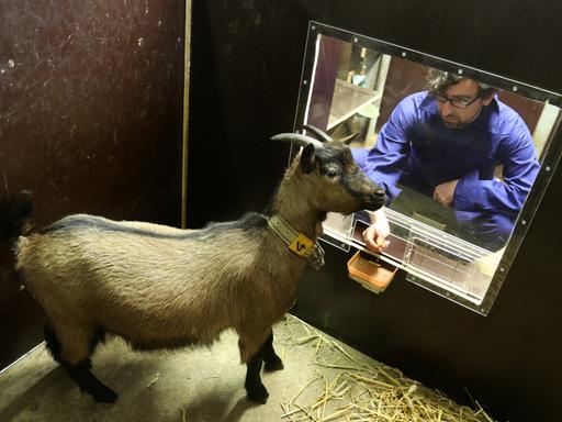 Eine Ziege wird von einem Forscher durch ein Fenster in ihrer Box beobachtet.