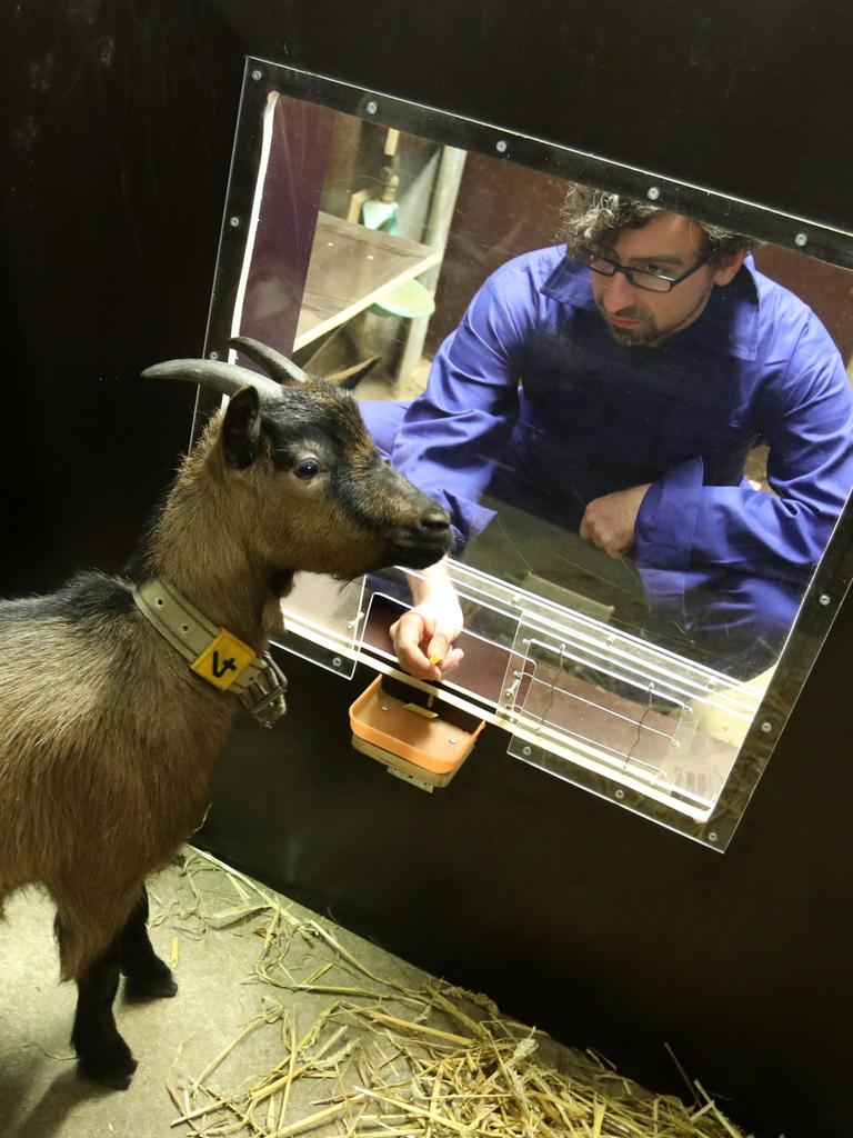 Eine Ziege wird von einem Forscher durch ein Fenster in ihrer Box beobachtet.