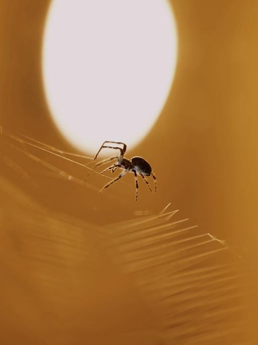 Eine Spinne ist auf ihrem Spinnennetz, das in einem Zimmer hängt.