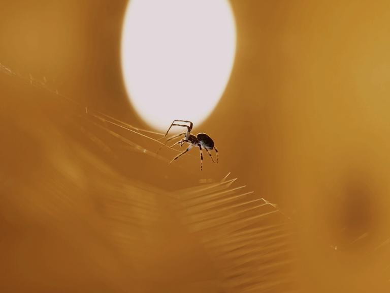 Eine Spinne ist auf ihrem Spinnennetz, das in einem Zimmer hängt.