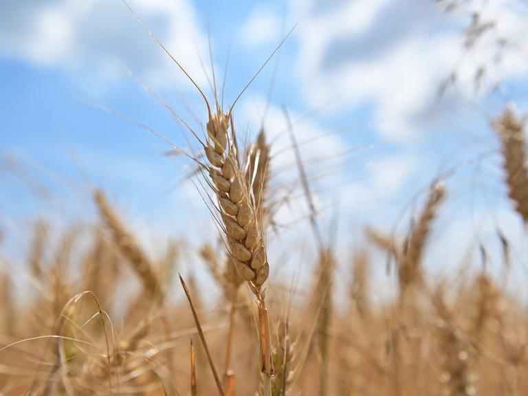 Getreide auf einem Feld