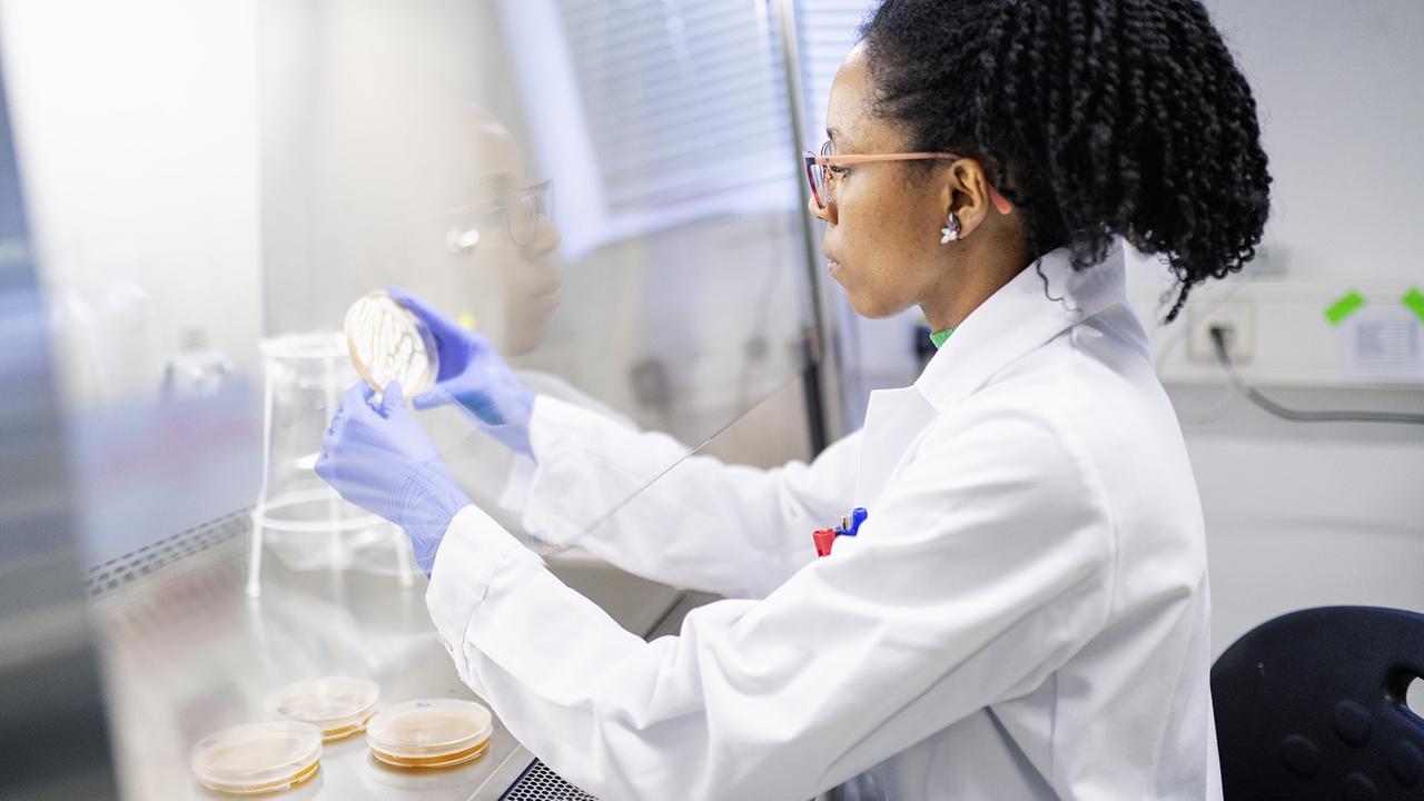 Eine Wissenschaftlerin im SFB/TR FungiNet des HKI Jena untersucht Pilzkulturen in Petrischalen