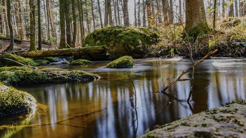 Ein Baumstamm liegt in einem Fluss, der durch einen sehr moosigen Wald fließt.