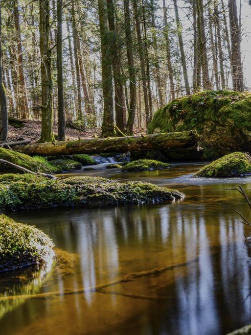 Ein Baumstamm liegt in einem Fluss, der durch einen sehr moosigen Wald fließt.
