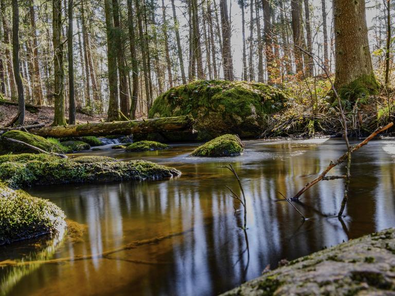 Ein Baumstamm liegt in einem Fluss, der durch einen sehr moosigen Wald fließt.