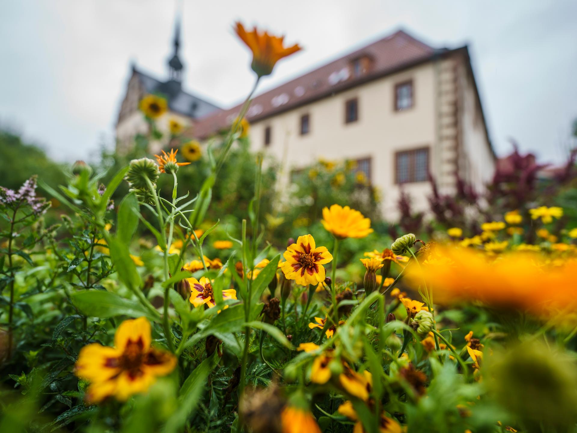 Detailaufnahme von Pflanzen im Klostergarten Fulda: Zu sehen sind die Pflanzen Mädchenaugen und Tagetes. Im Hintergrund ist das Klostergebäude.