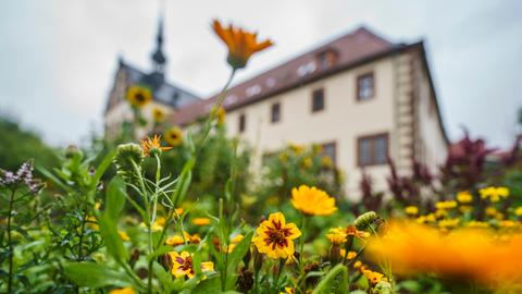 Detailaufnahme von Pflanzen im Klostergarten Fulda: Zu sehen sind die Pflanzen Mädchenaugen und Tagetes. Im Hintergrund ist das Klostergebäude.