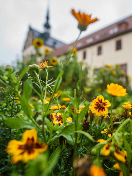 Detailaufnahme von Pflanzen im Klostergarten Fulda: Zu sehen sind die Pflanzen Mädchenaugen und Tagetes. Im Hintergrund ist das Klostergebäude.