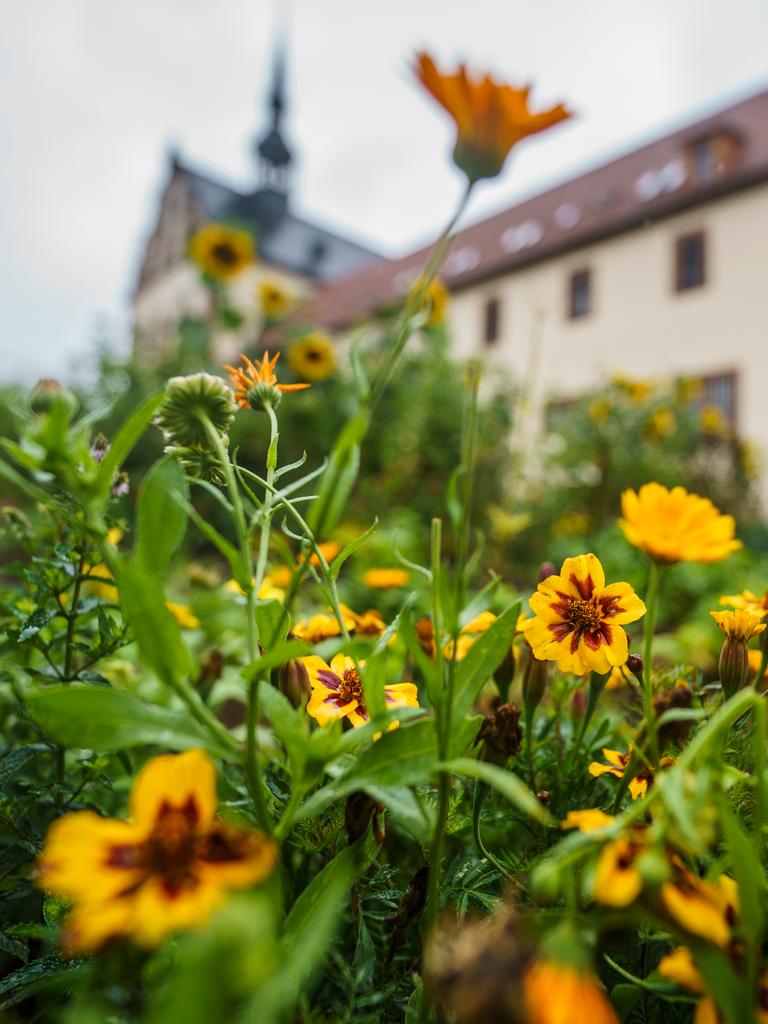 Detailaufnahme von Pflanzen im Klostergarten Fulda: Zu sehen sind die Pflanzen Mädchenaugen und Tagetes. Im Hintergrund ist das Klostergebäude. Detailaufnahme von Pflanzen im Klostergarten Fulda: Zu sehen sind die Pflanzen Mädchenaugen und Tagetes. Im Hintergrund ist das Klostergebäude.