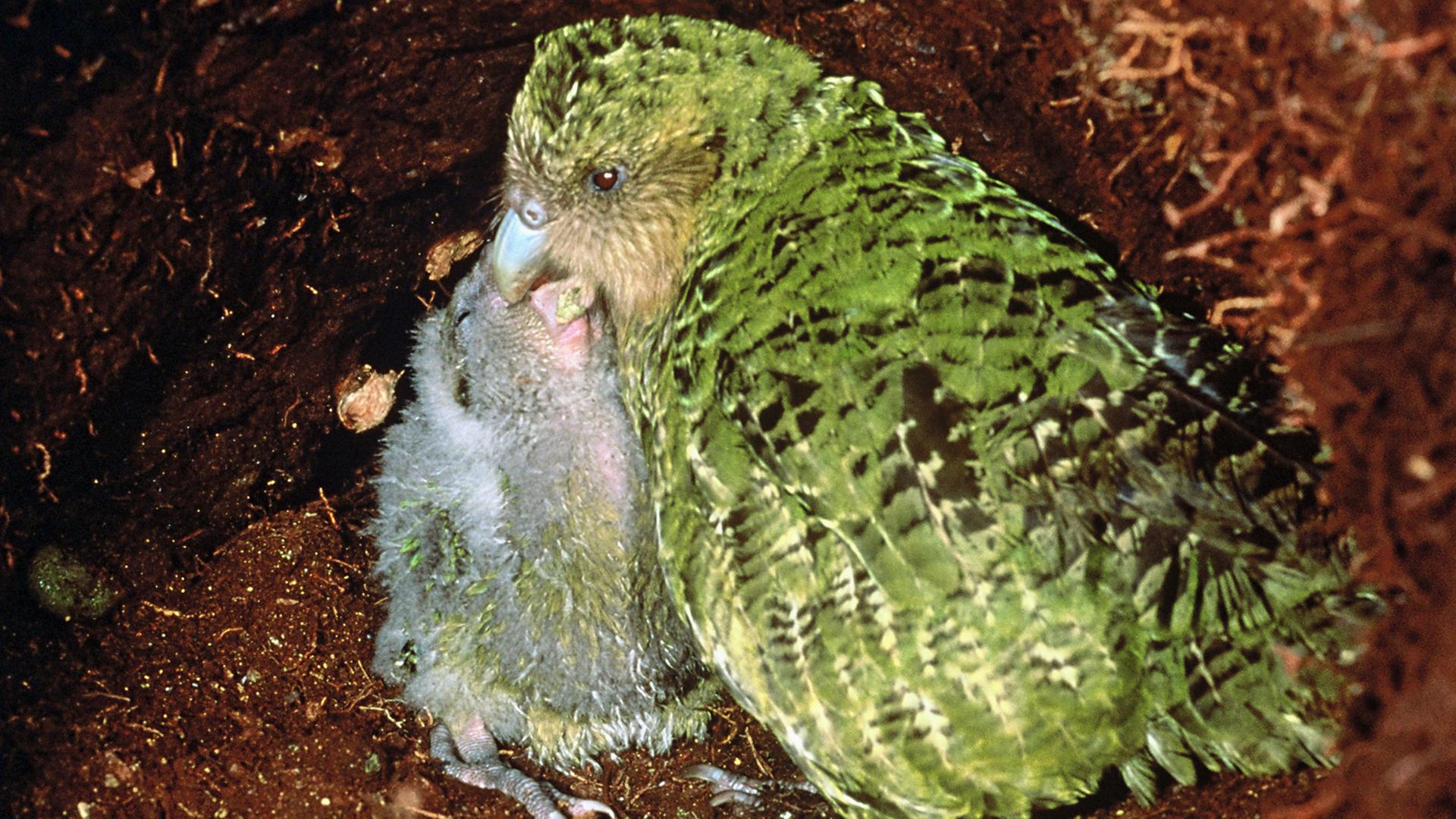 Eine Kakapo mit Nachwuchs