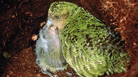 Eine Kakapo mit Nachwuchs
