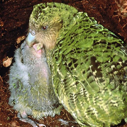 Eine Kakapo mit Nachwuchs