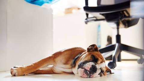 Ein Hund schläft neben einem Bürostuhl.