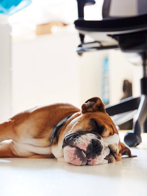 Ein Hund schläft neben einem Bürostuhl.