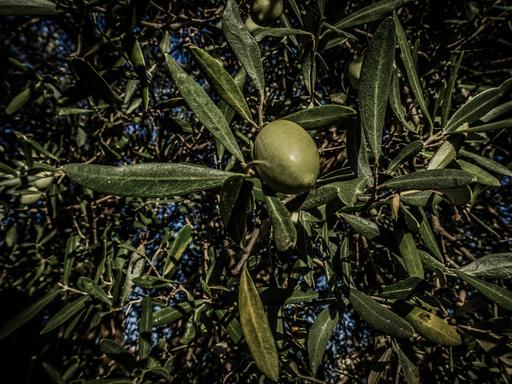 Olive mit Blättern am Baum in Griechenland