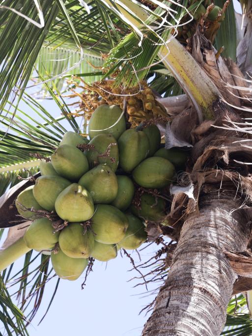Eine Kokospalme mit Kokosnüssen.