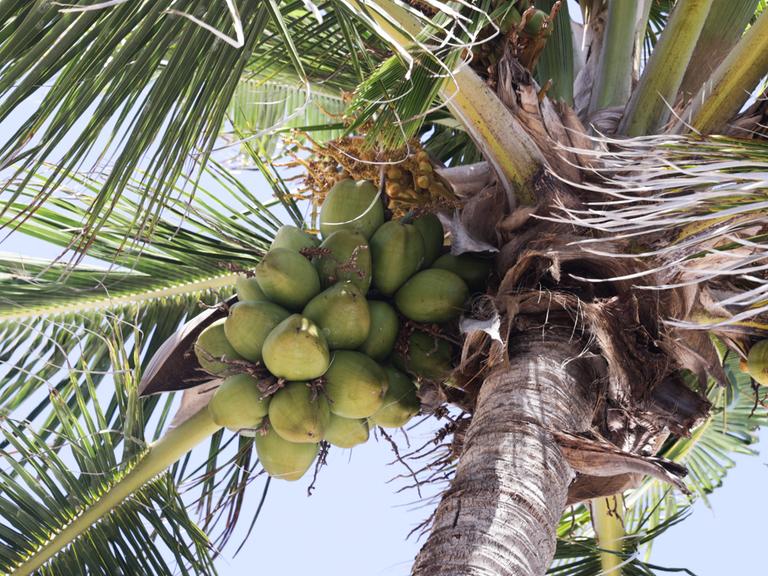 Eine Kokospalme mit Kokosnüssen.