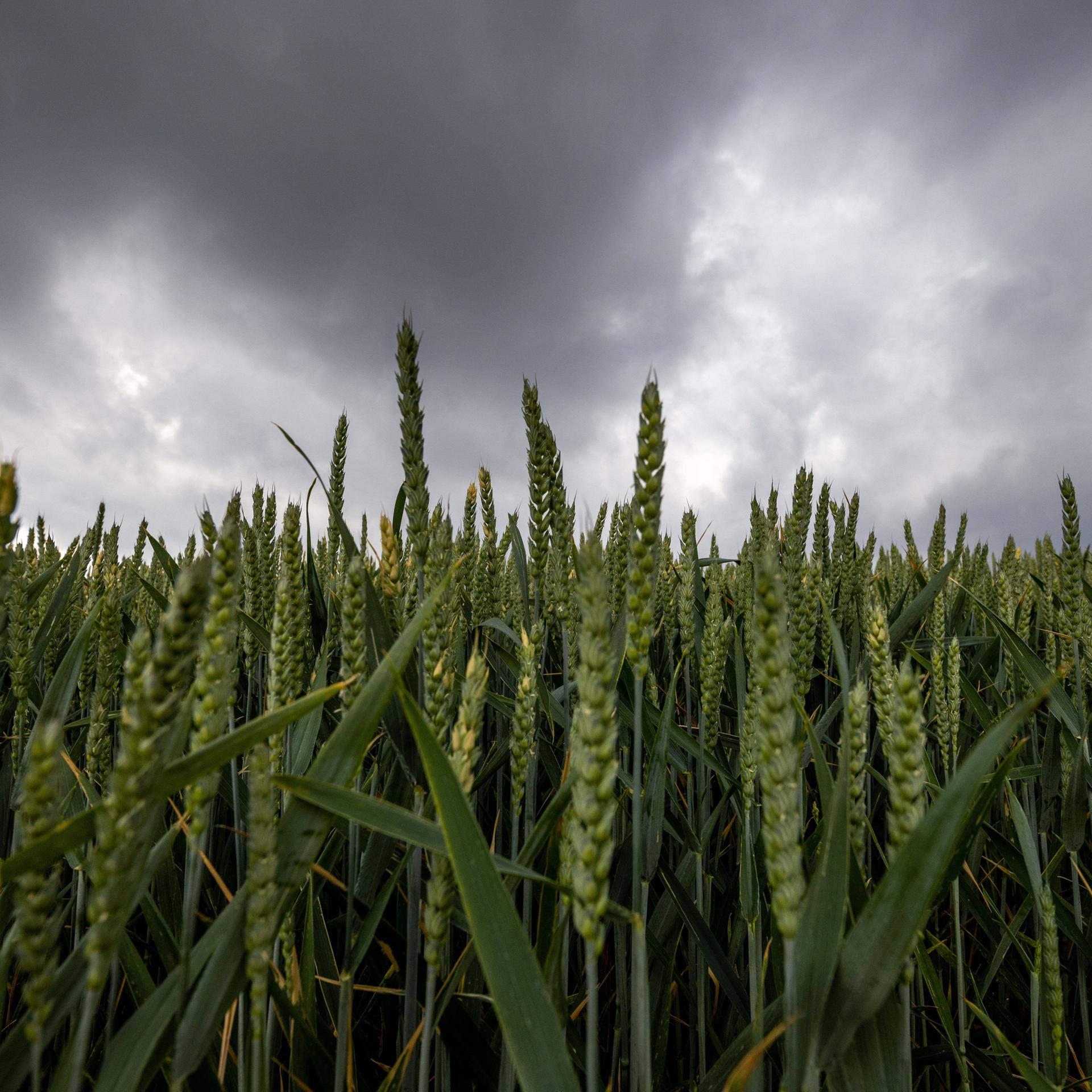 Neue EU-Regeln zu Gentechnik - Kommentar: Weichenstellung für mehrere Sündenfälle