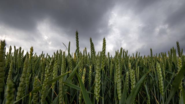 Dunkle Wolken eines Schauers mit Starkregen sind am frühen Abend am Himmel vor einem Getreidefeld zu sehen