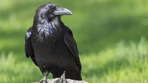 Nahaufnahme eines schwarzen Raben