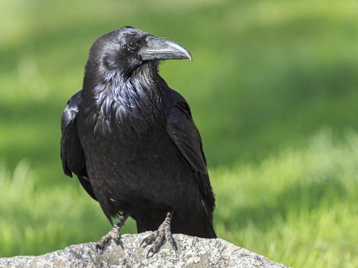 Nahaufnahme eines schwarzen Raben