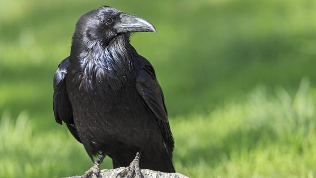 Nahaufnahme eines schwarzen Raben