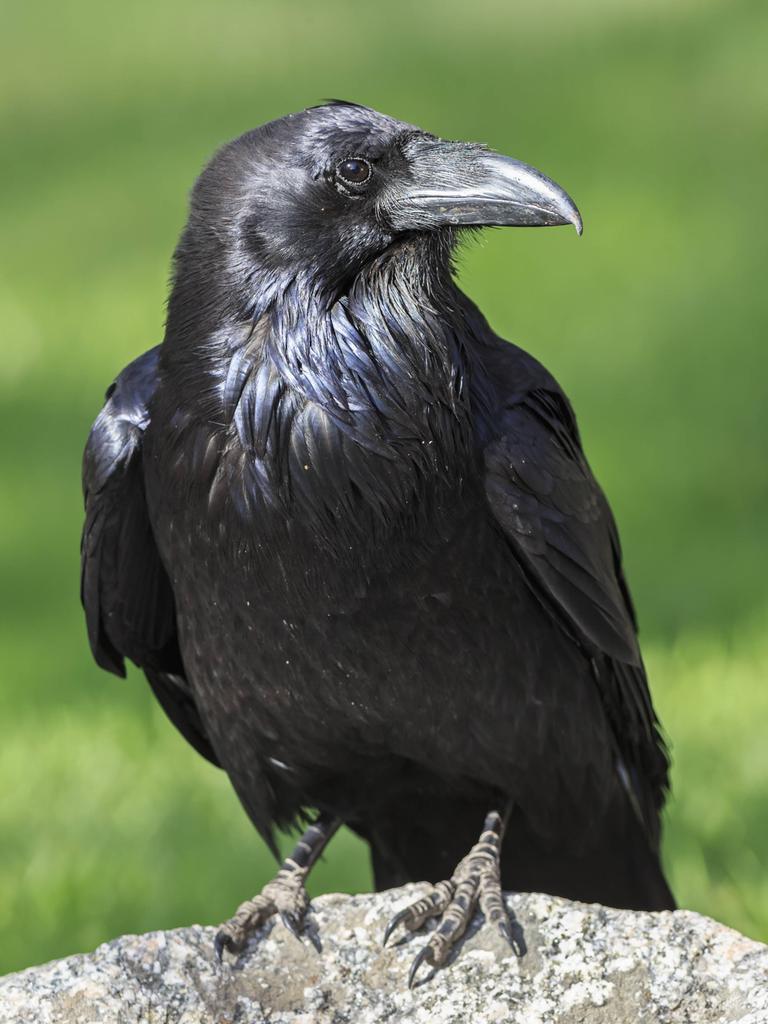 Nahaufnahme eines schwarzen Raben