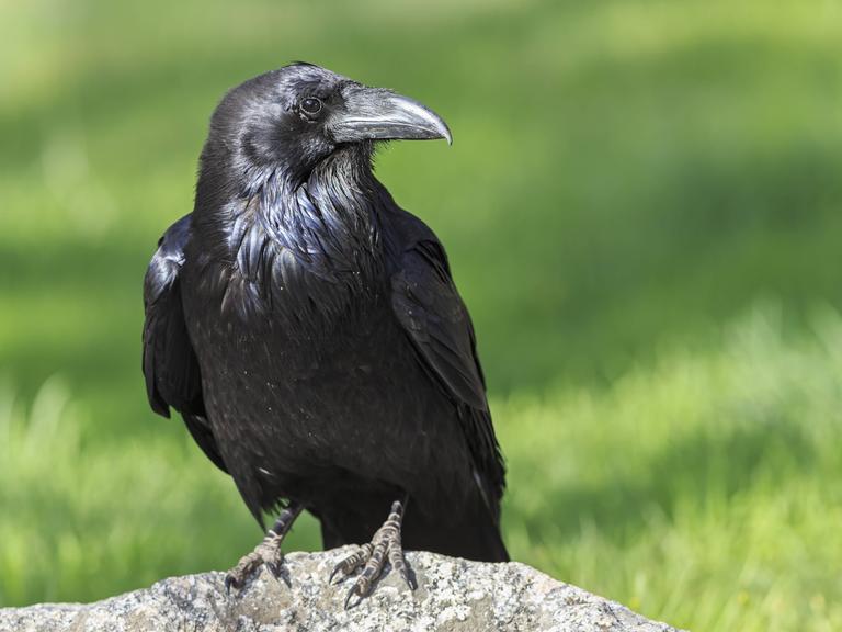 Nahaufnahme eines schwarzen Raben